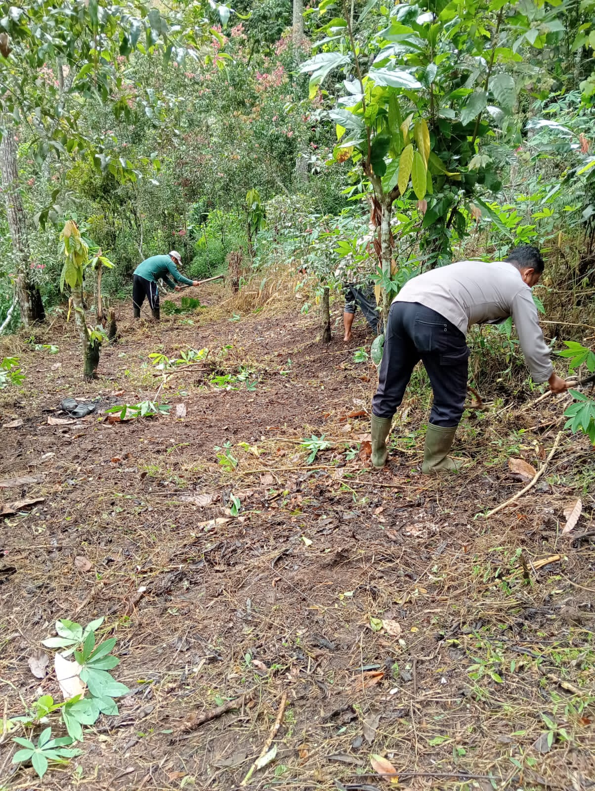 Dukung Ketahanan Pangan, Bhabinkamtibmas Polsek Sungai Tarab Bantu Masyarakat Buka Lahan Pertanian