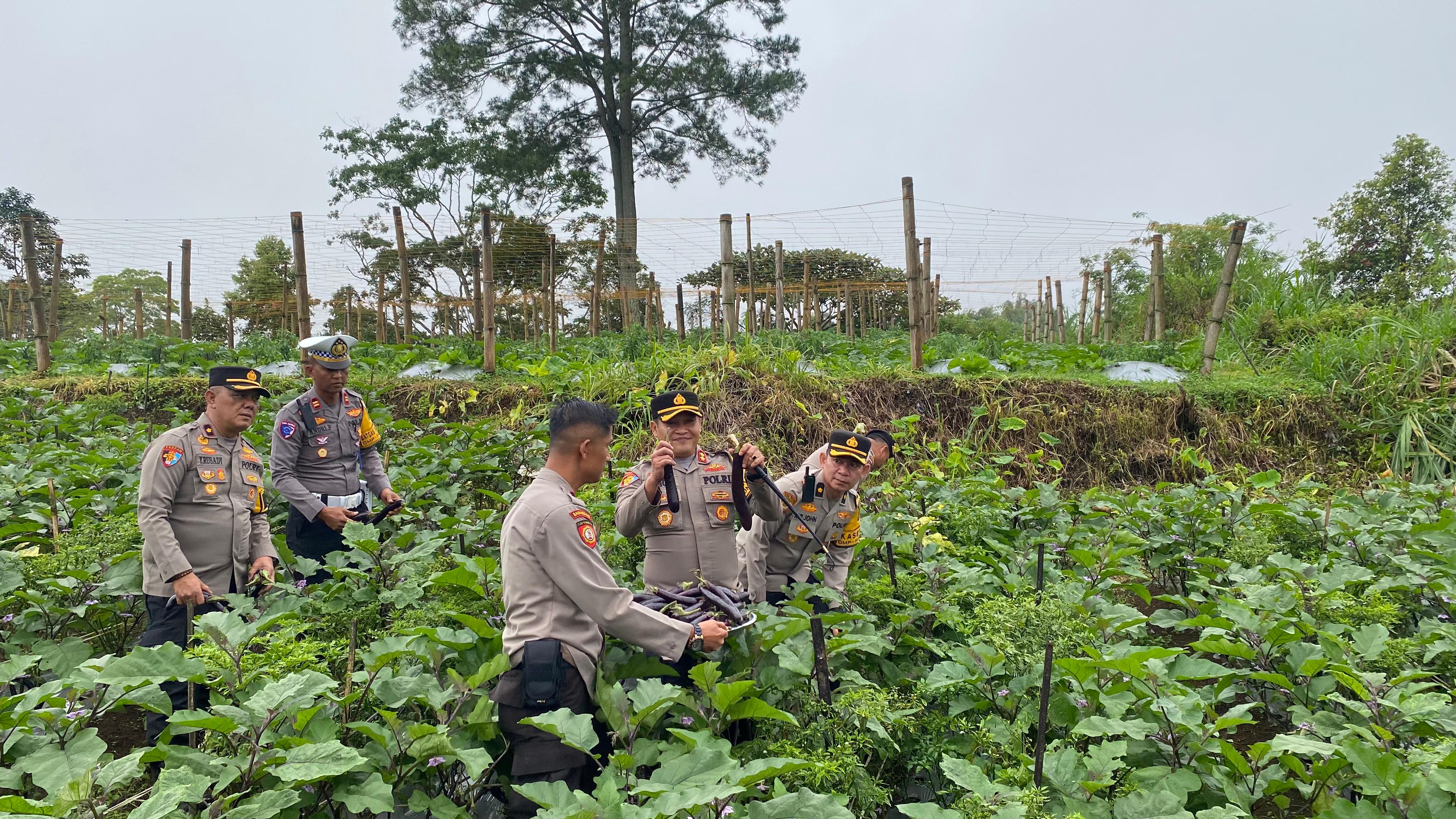 Ketahanan Pangan Nasional, Kapolres Tanah Datar Lakukan Panen Raya di Ladang Milik Personil 