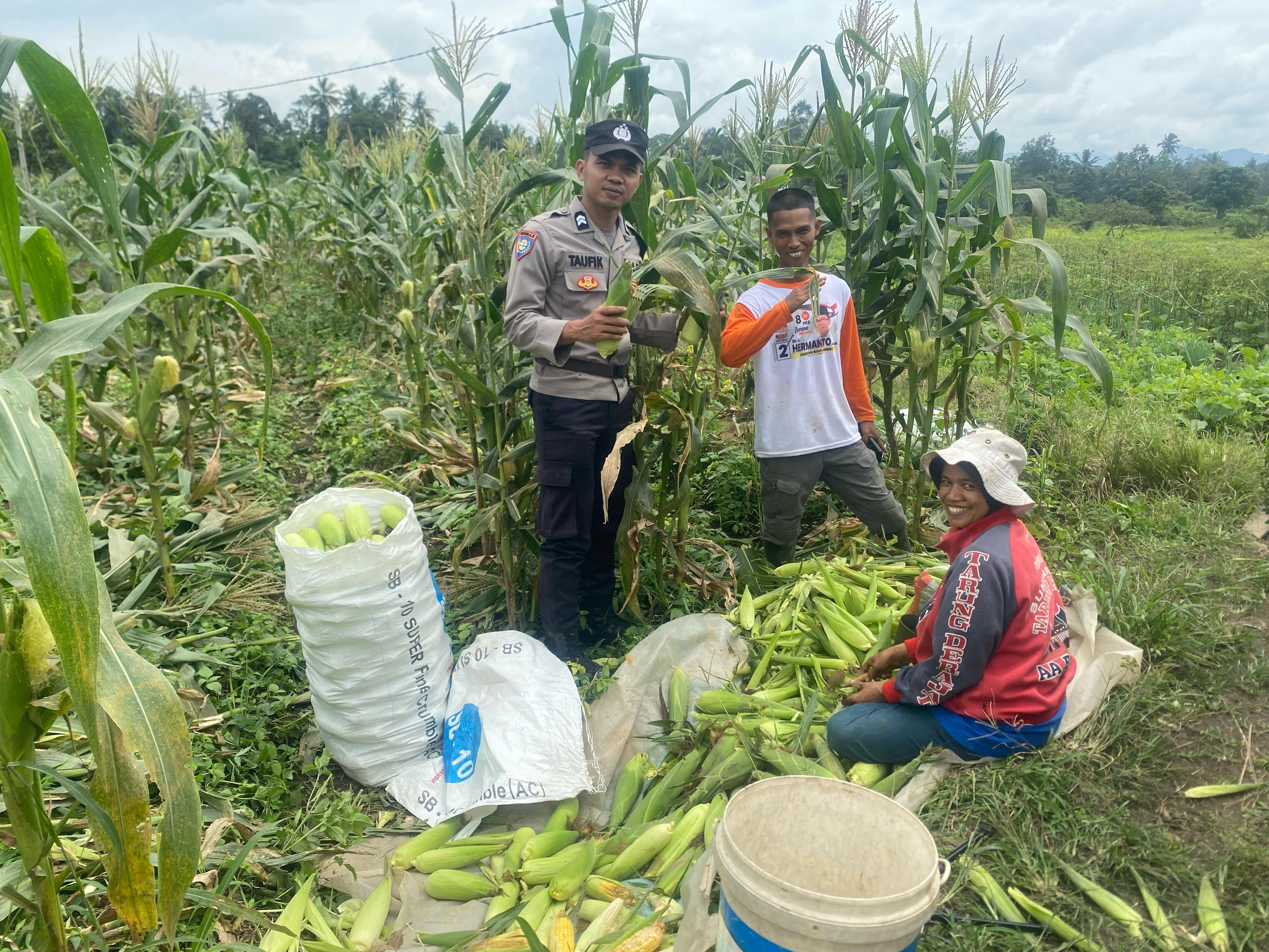 Bhabinkamtibmas Nagari Parambahan Dukung Program Ketahanan Pangan Nasional